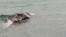 Scoglitti (Rg), balenottera incinta trovata morta sulla spiaggia