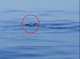 Una foca monaca al largo di Brucoli, l'eccezionale avvistamento dei diportisti