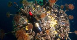 Come invecchia il vino in fondo al mare? L'esperimento dell'Università di Catania