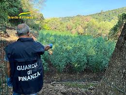 Tre piantagioni di canapa tra i boschi di Vizzini: potevano fruttare oltre un milione