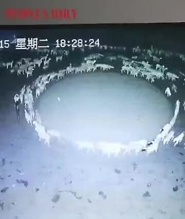 il gregge che gira in cerchio da 12 giorni, il mistero (irrisolto) in Cina