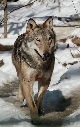 Parchi: morto lupo Merlino, simbolo dei Sibillini