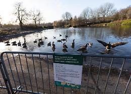 Influenza aviaria: aumenta la circolazione Italia, è allarme per gli allevamenti di polli
