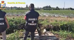 Gela, 21 braccianti sfruttati nei campi: arrestato il titolare di un'azienda agricola