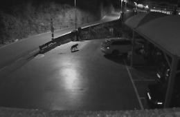 Imperia, lupi nel centro abitato: l'allarme del sindaco