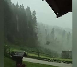 Tromba d'aria devasta il Cadore, alberi secolari giù come dei birilli: il video shock