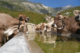 Il "cammino dei formaggi" per scoprire i territori da Nord a Sud