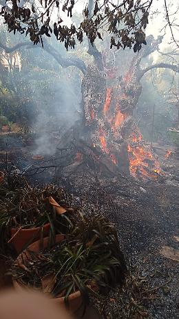 Acicatena : bruciato un ulivo millenario
