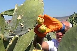 Il fico d'India e quell'insospettabile dote: è il frutto del futuro?