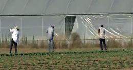 "Caporalato" e operai sfruttati nei campi tra Agrigento e Caltanissetta: indagati imprenditori