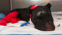 Palermo: il pitbull Aron è morto, bruciato vivo dal padrone. Denunciato ma già libero