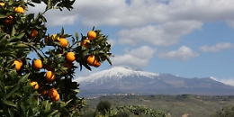 Sagra dell’Arancia Rossa, l’oro di Francofonte