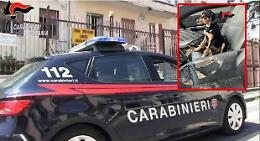 Si presenta dai carabinieri e lancia i cuccioli oltre la recinzione della caserma: denunciato a Giarre