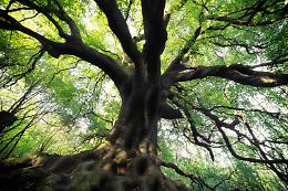 Dalla Regione 90 mila euro per tutelare gli alberi monumentali di Sicilia