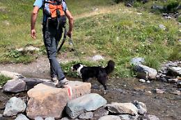 Via libera ai cani al guinzaglio nelle aree naturali protette della Sicilia. Resta in vigore il divieto nelle zone A dei parchi