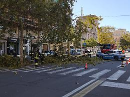 Cade un albero in corso Italia per il forte vento: nessun ferito