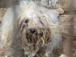 Taormina, scoperto un canile lager: salvati  31 animali