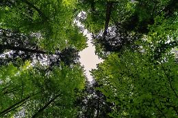 In Italia sempre più alberi, 3 milioni in più in un anno: la Sicilia quarta regione in classifica 