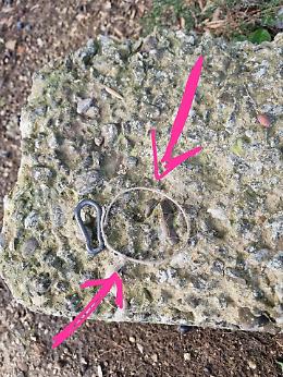 Cuccioli di cani randagi nel mirino di balordi