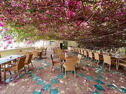 La Bougainvillea di Casa Planeta entra nell'elenco nazionale degli Alberi Monumentali d’Italia
