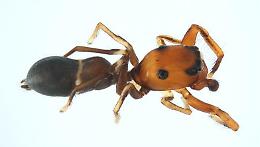 In Sicilia scoperta la specie "Leptorchestes elisae": il ragno che si finge formica