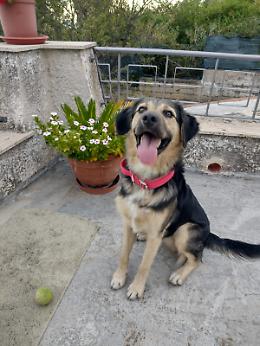 Remì cerca casa: dolce simil pastore di 6 mesi salvato vicino al Policlinico di Catania