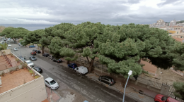 A Messina è allarme pini: radici deformano la circonvallazione, in programma la sostituzione di 495 alberi