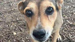 Uccisero la cagnolina Timida a Siracusa: in tre a giudizio