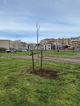 Ragusa, piantumati 24 nuovi alberi