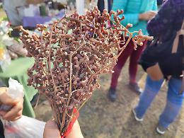 Che albero &egrave;? Viene dall'Himalaya, cresce a Giarre e ha degli strani "frutti" che sanno di uva passa