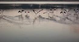 Lo spettacolo dei fenicotteri rosa che svernano al lago di Pergusa: una quarantina in riserva