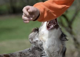 Sampieri, cane morde bambino: paura sul lungomare