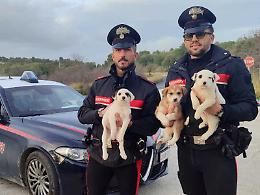 Cuccioli vagano sulla Noto-Rosolini, salvati dopo una chiamata al 112