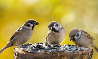 Maxisequestro di fauna selvatica a Scoglitti, il gip dispone i domiciliari per i due indagati