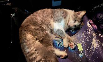 Santa Croce, la gattina vittima di incidente e la pietosa sepoltura