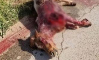 Pony ucciso ad Acate, l'autore del gesto condannato a un anno e mezzo di reclusione