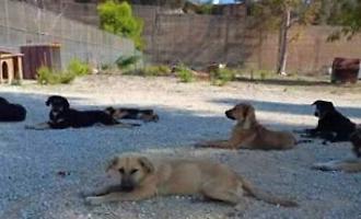 Vittoria, gestione del canile municipale: Fare Verde scrive una lettera aperta al sindaco