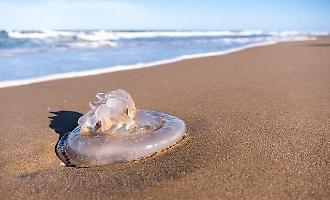 Meduse nel mare delle frazioni rivierasche di Scicli: "Un segnale di salute per la nostra costa"