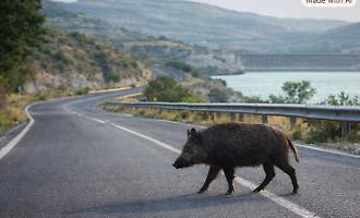 Cinghiali sulla strada tra Ragusa e Giarratana, &egrave; allarme sicurezza