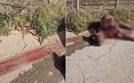 Acate, pony seviziata e trascinata lungo la strada sino a morire: processo nel vivo