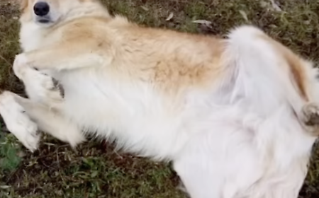 "Lisa poteva essere salvata": a Vittoria un'altra vicenda che riaccende il tema della tutela degli animali nei canili