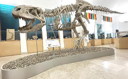 Comiso, lo scheletro di 8 metri di un tirannosauride attira i visitatori al museo civico di storia naturale