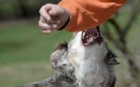 Sampieri, cane morde bambino: paura sul lungomare