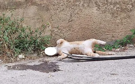 Modica, gatto trovato morto. Lav accusa: "Presunto atto di crudelt&agrave;"