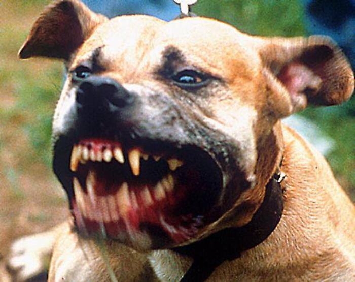 pitbull generico