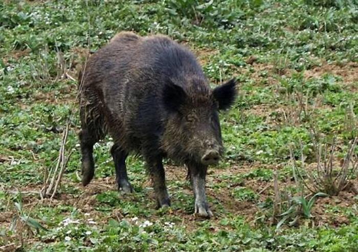 Caccia al cinghiale sui Nebrodi, la Regione d&agrave; pi&ugrave; giorni ed estende i termini