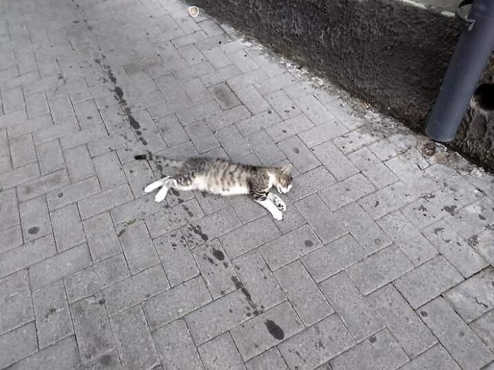 104929223-006bf9e5-2912-49aa-be56-253979f89354