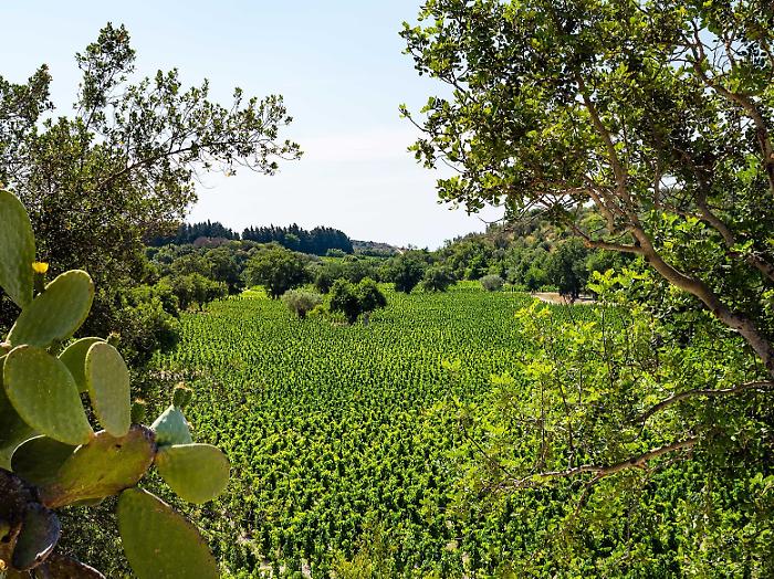Vigneto Val di Noto