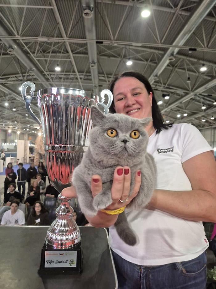 Affettuosa e pacioccona la gatta Mila è la regina d'Italia: vince il "SuperCat Show"