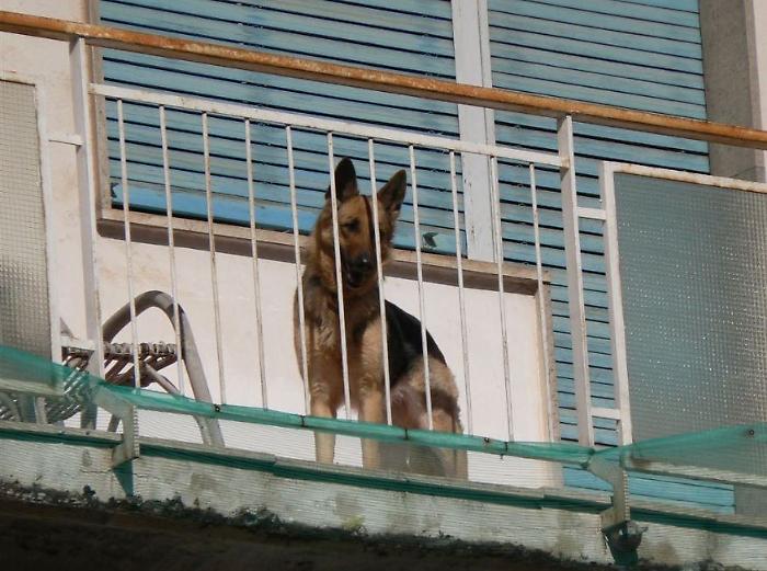 Solo su un balcone fino alla fine: giustizia per un cane precipitato dal terzo piano e morto 
